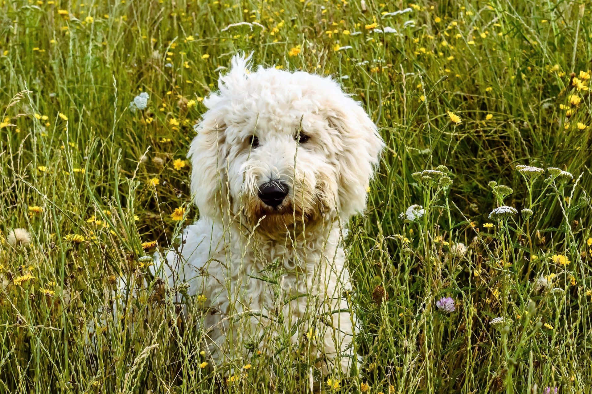 A White Dog Sitting In A Field Of Flowers