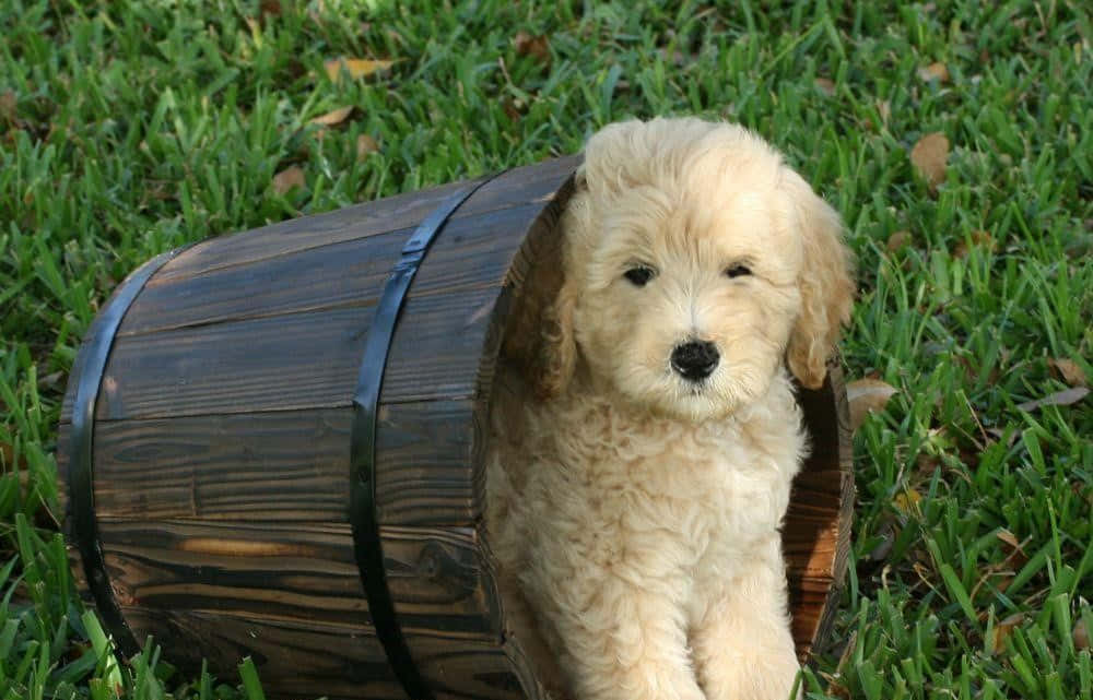 Adorable GoldenDoodle lounging in the grass