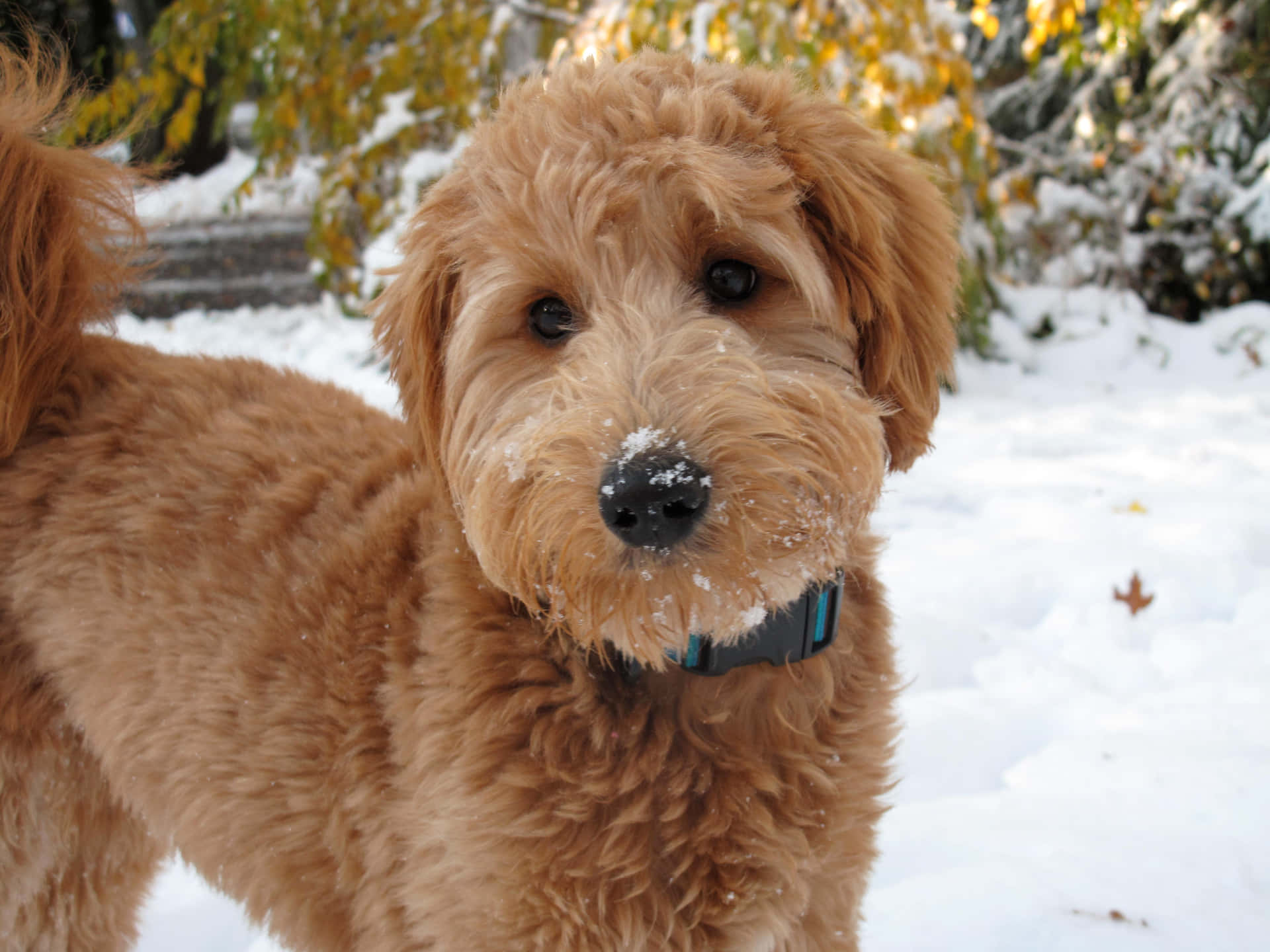 Playful Goldendoodle puppy