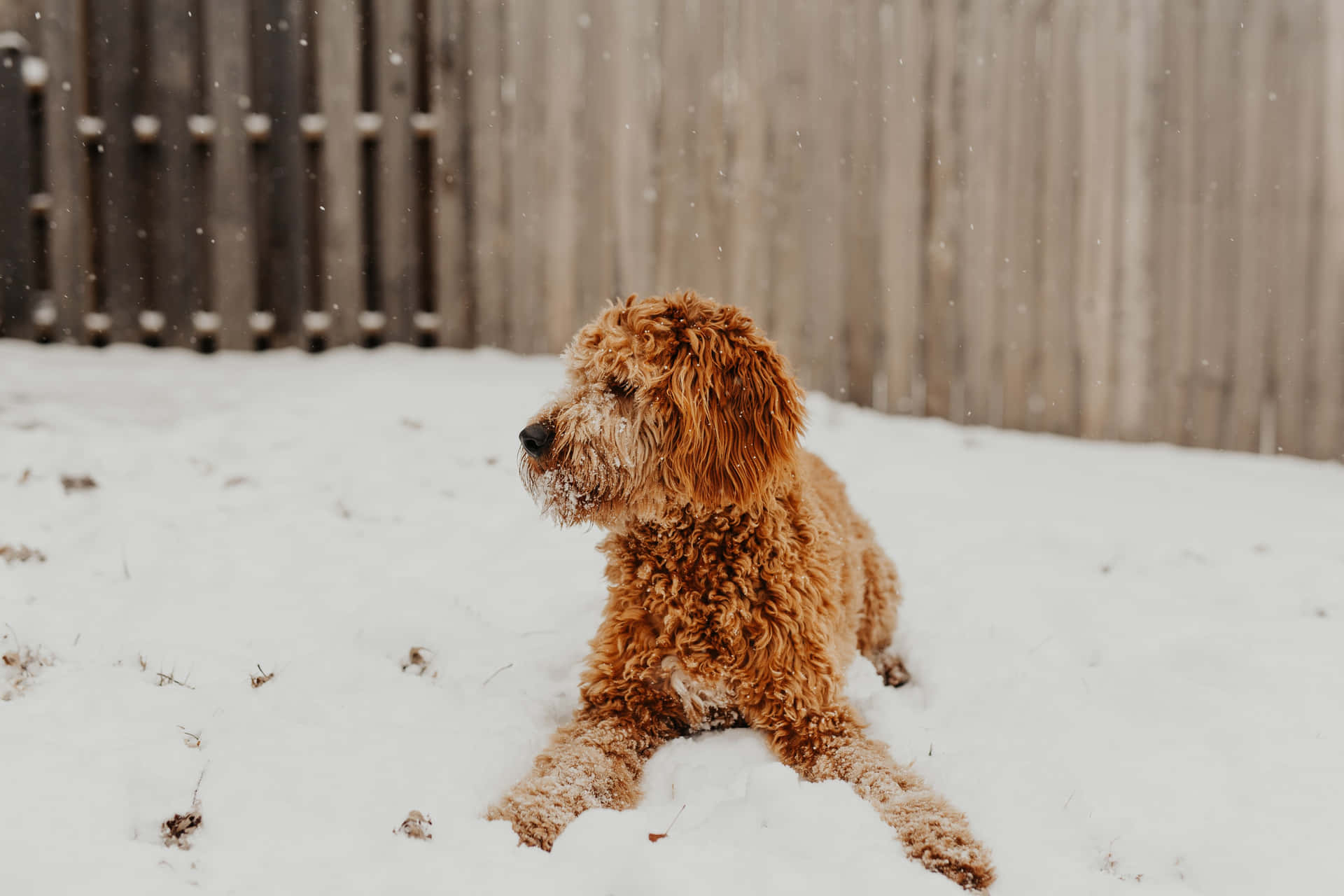 A Dog Sitting In The Snow