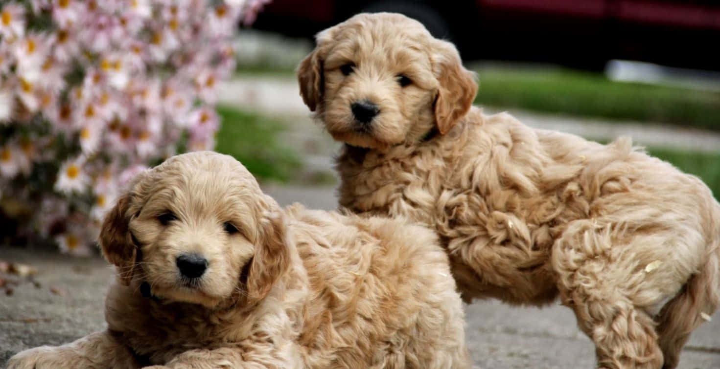Adorable Goldendoodle puppy