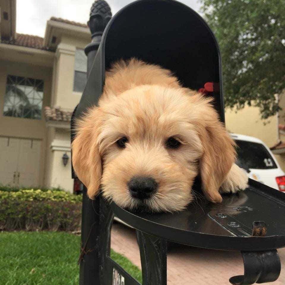 A Puppy Is Laying In A Mailbox