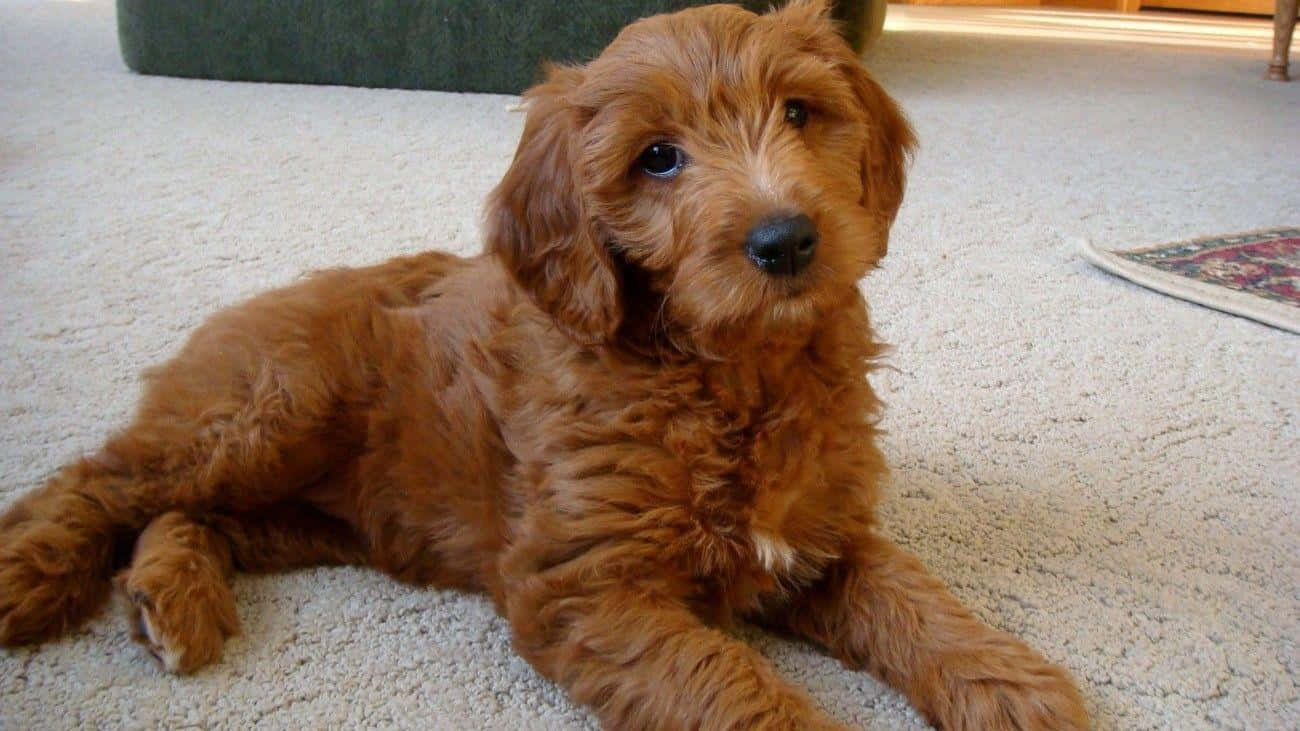 An adorable Goldendoodle pup stealing the show!