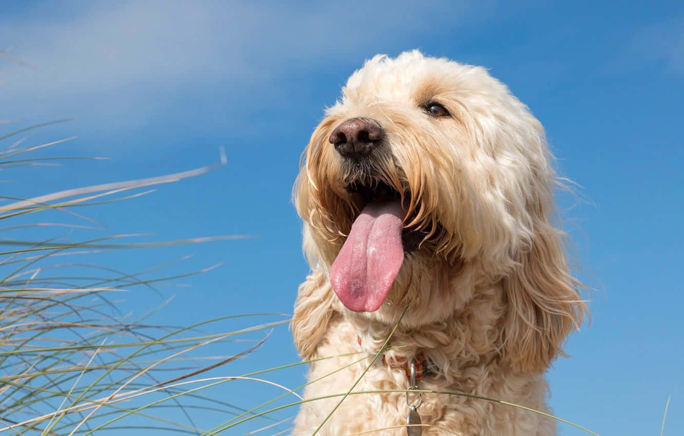 Cute Goldendoodle Puppy Playfully Enjoys Nature