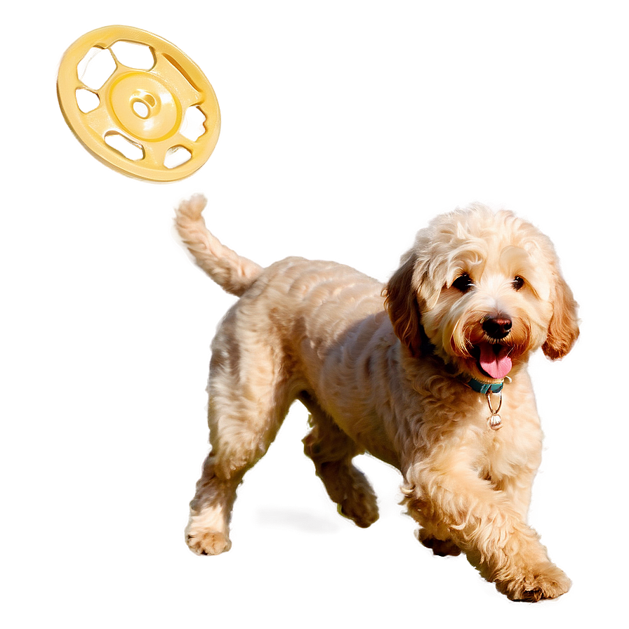 Goldendoodle With Frisbee Png 06262024 PNG