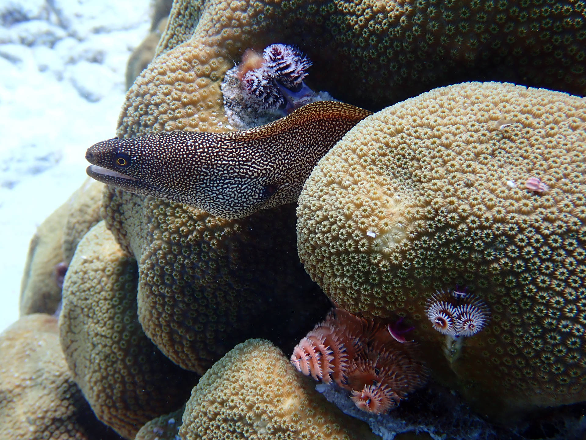 Pescedi Murena A Coda Dorata Che Appare Sui Reef Sfondo