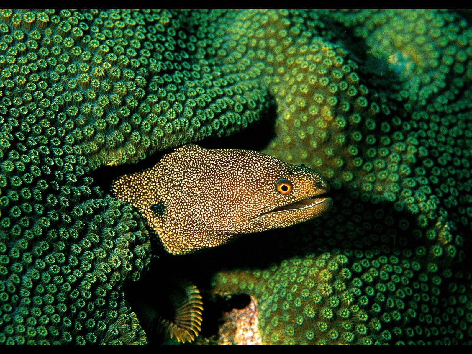 Goldkonturfelchtenmuränenfisch In Grünen Korallenriffen Wallpaper