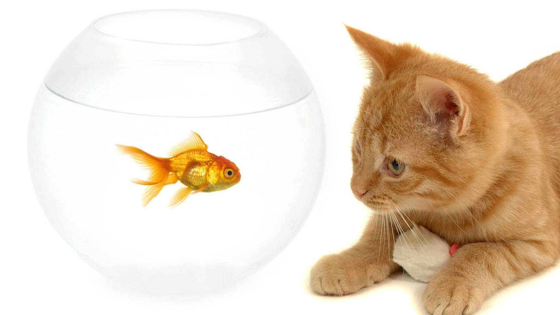 Goldfish And A Brown Cat