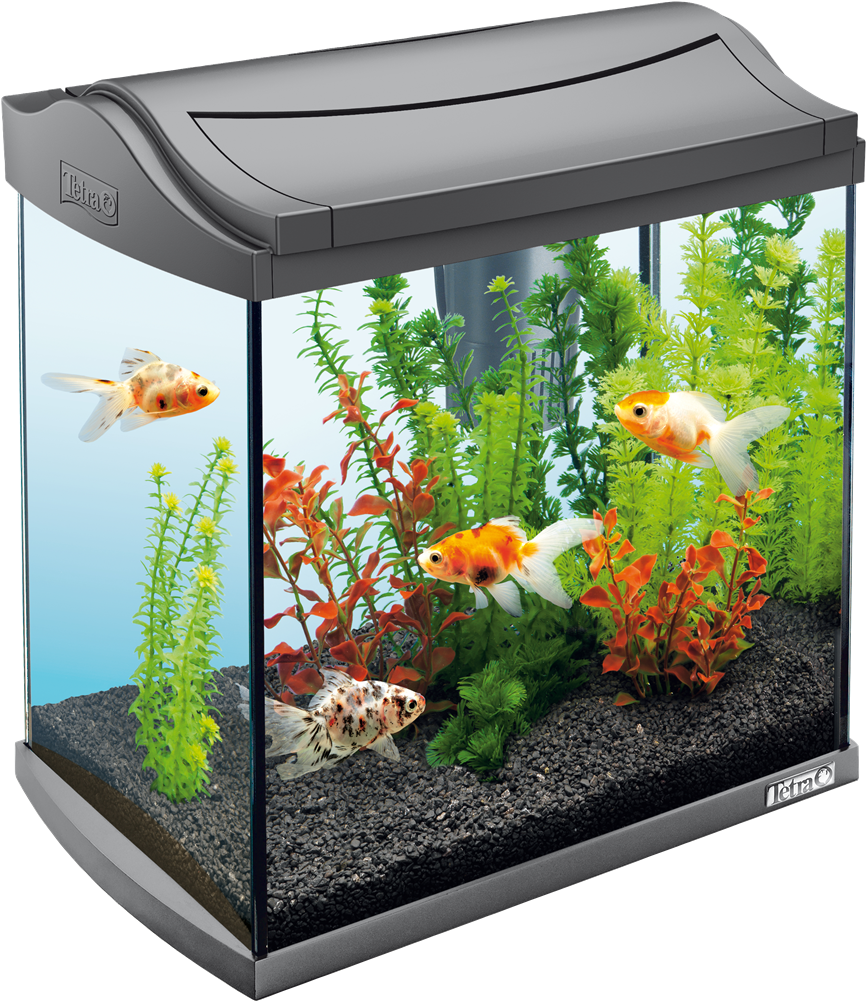 Goldfish Aquarium Setup PNG