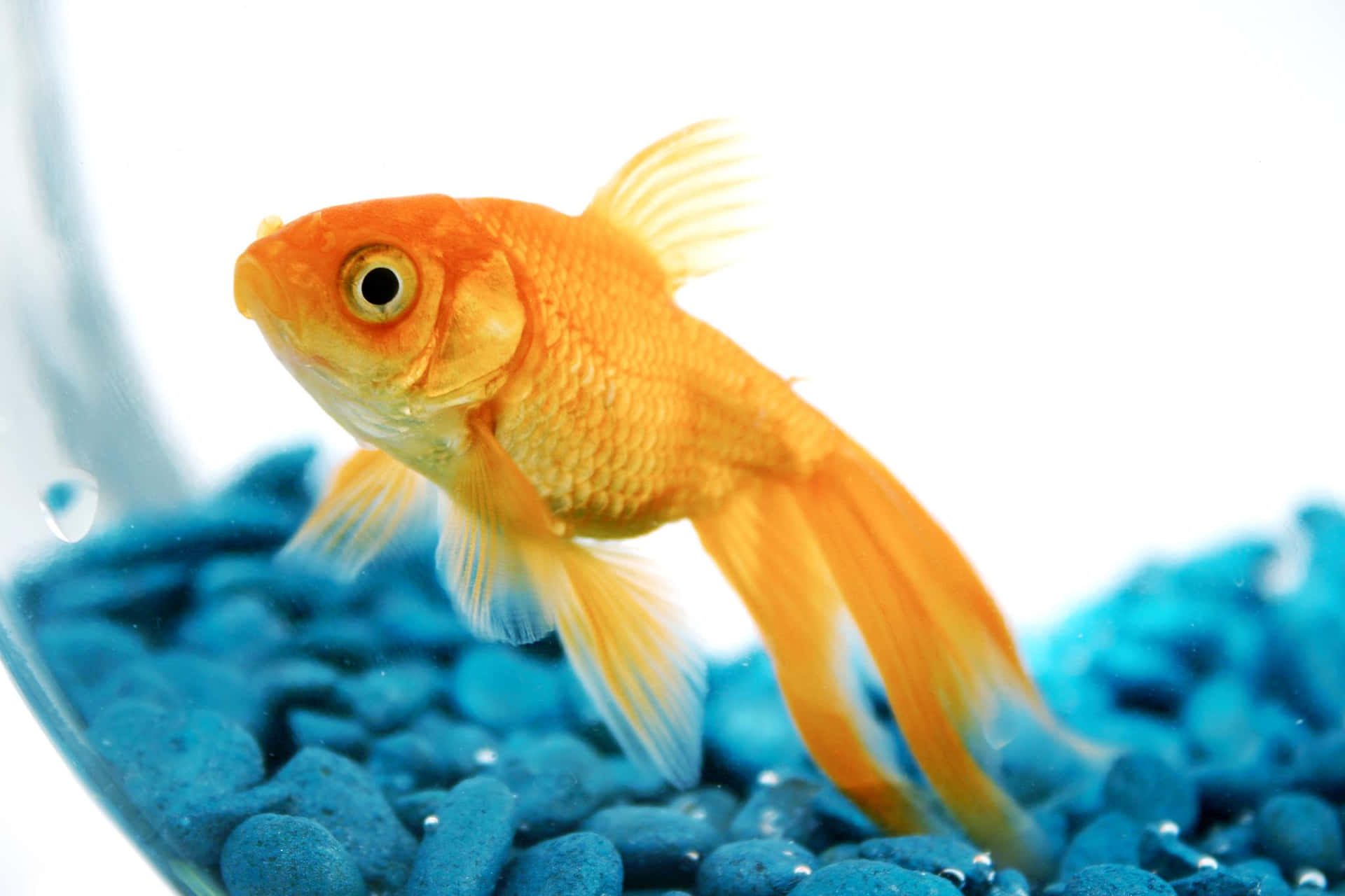 An adorable goldfish against a bright blue backdrop.