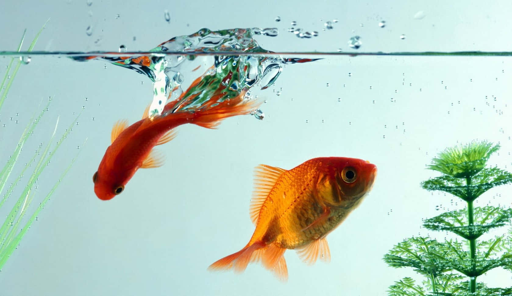 "Take In The Beauty Of Nature With This Exquisite Goldfish Background"