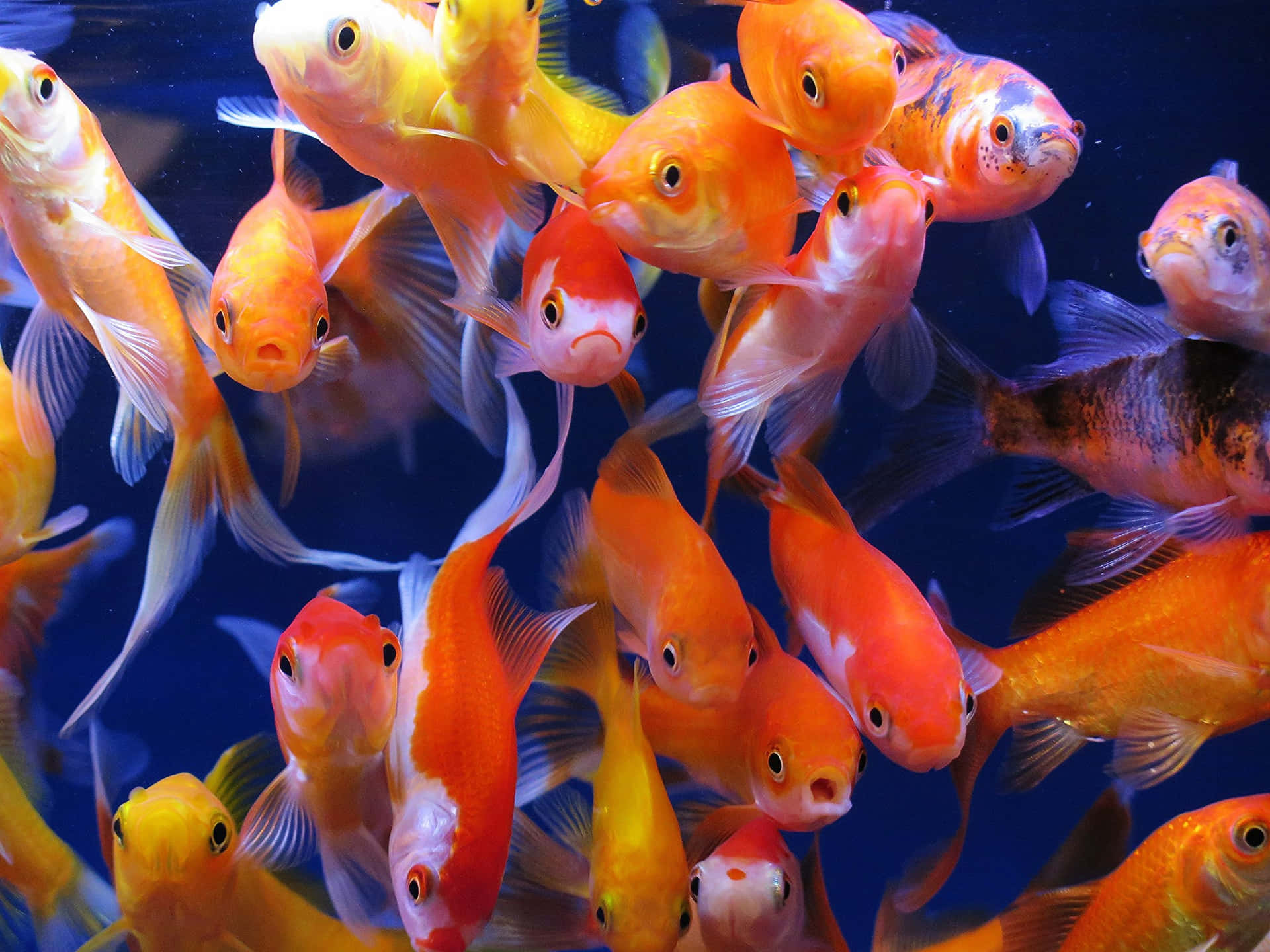 Goldfish Background