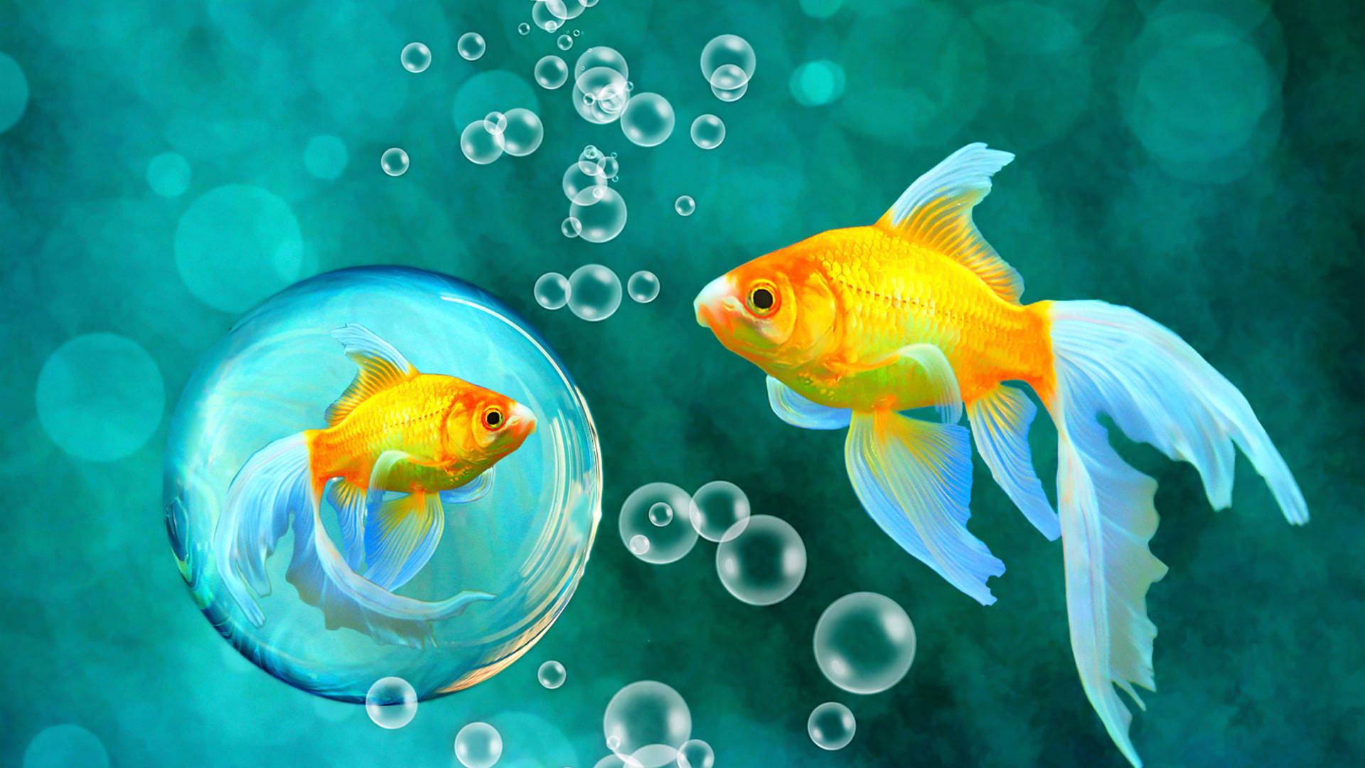 Goldfish Bubble Art