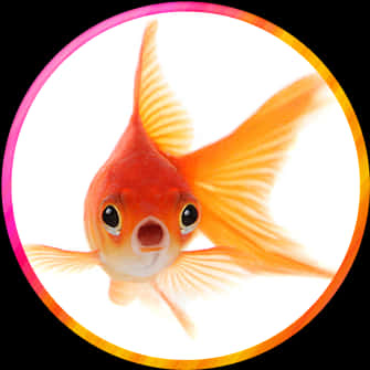 Goldfish Close Up Portrait PNG