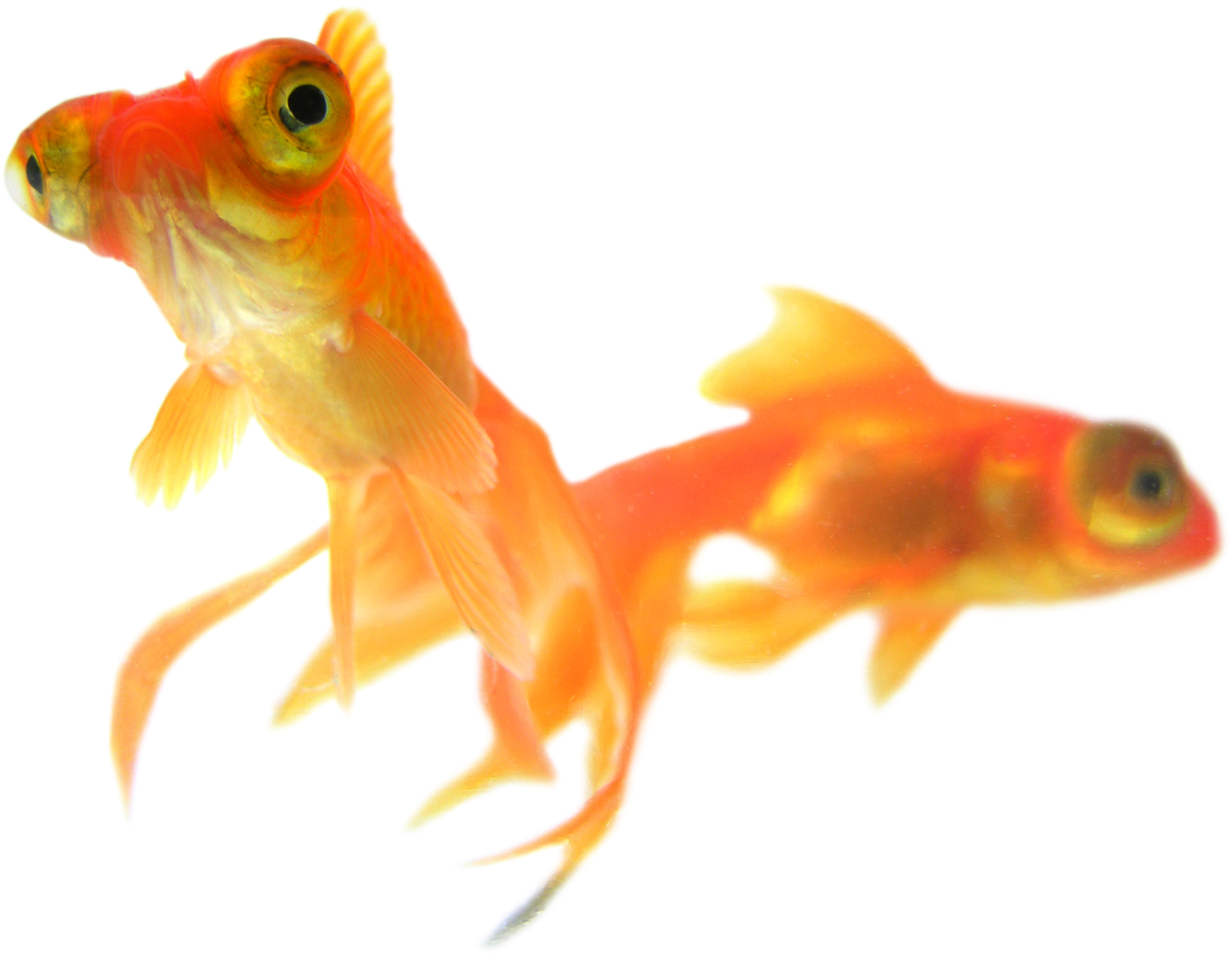 Goldfish Duo Transparent Background PNG