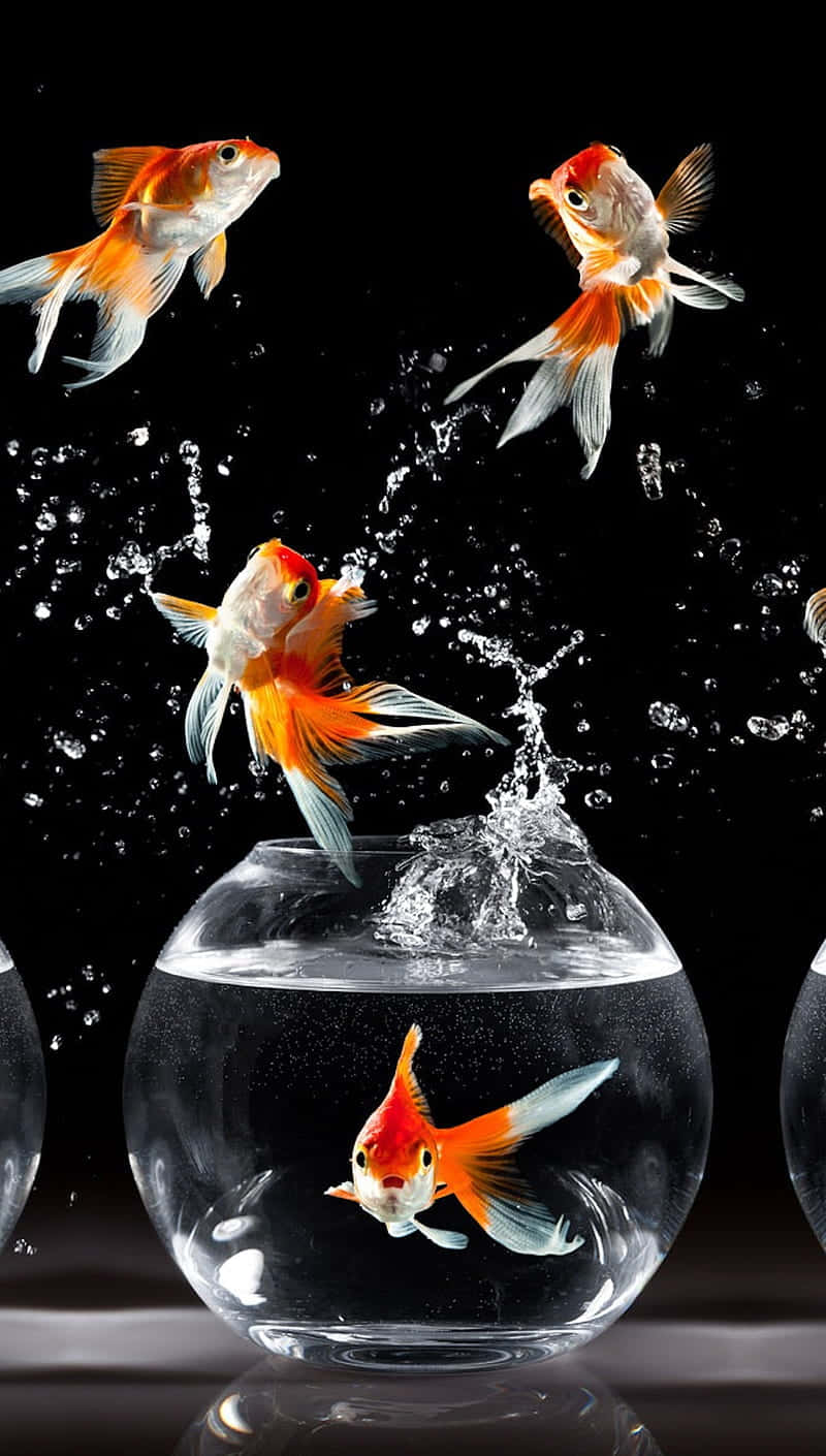 Download Goldfish_ Elegance_in_ Glass_ Bowls_ Aquarium Wallpaper