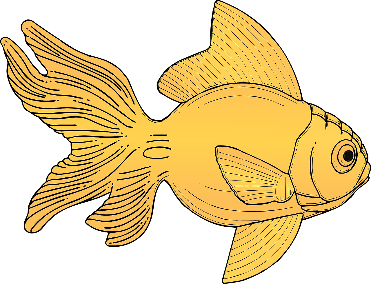 Goldfish Illustration Artwork PNG