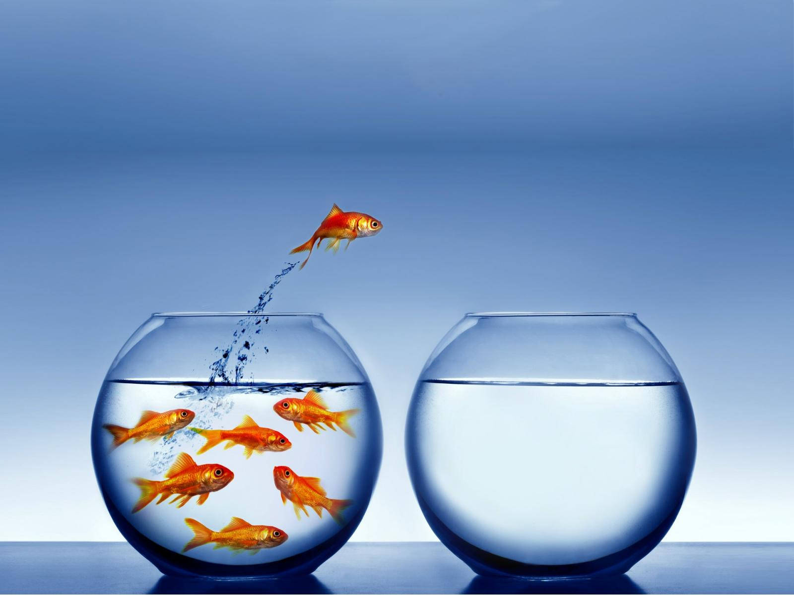 3D Koi Fish Wallpaper HD Fish Live Wallpapers Free APK for Android Download