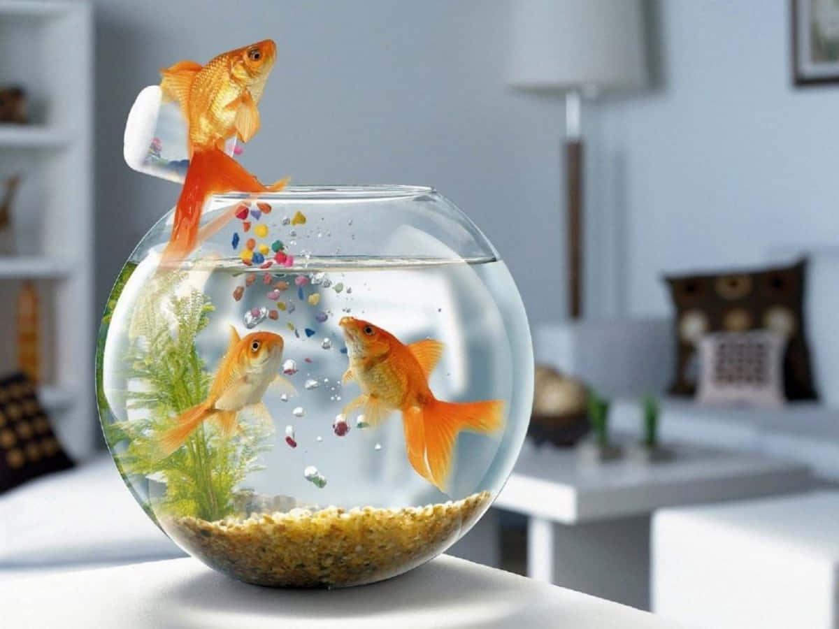 Goldfish Jumping Out Profile Picture