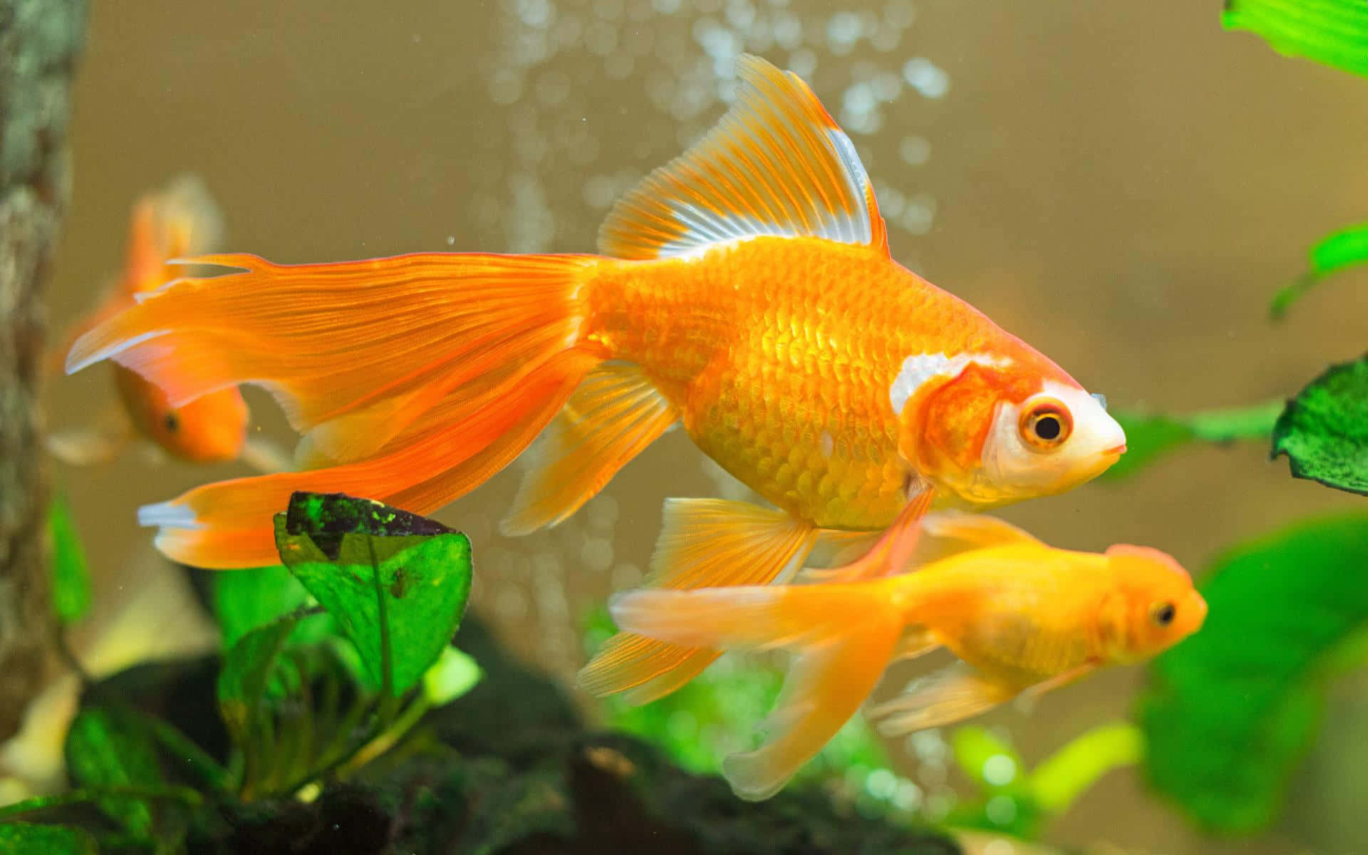 Goldfish showing its beautiful colors
