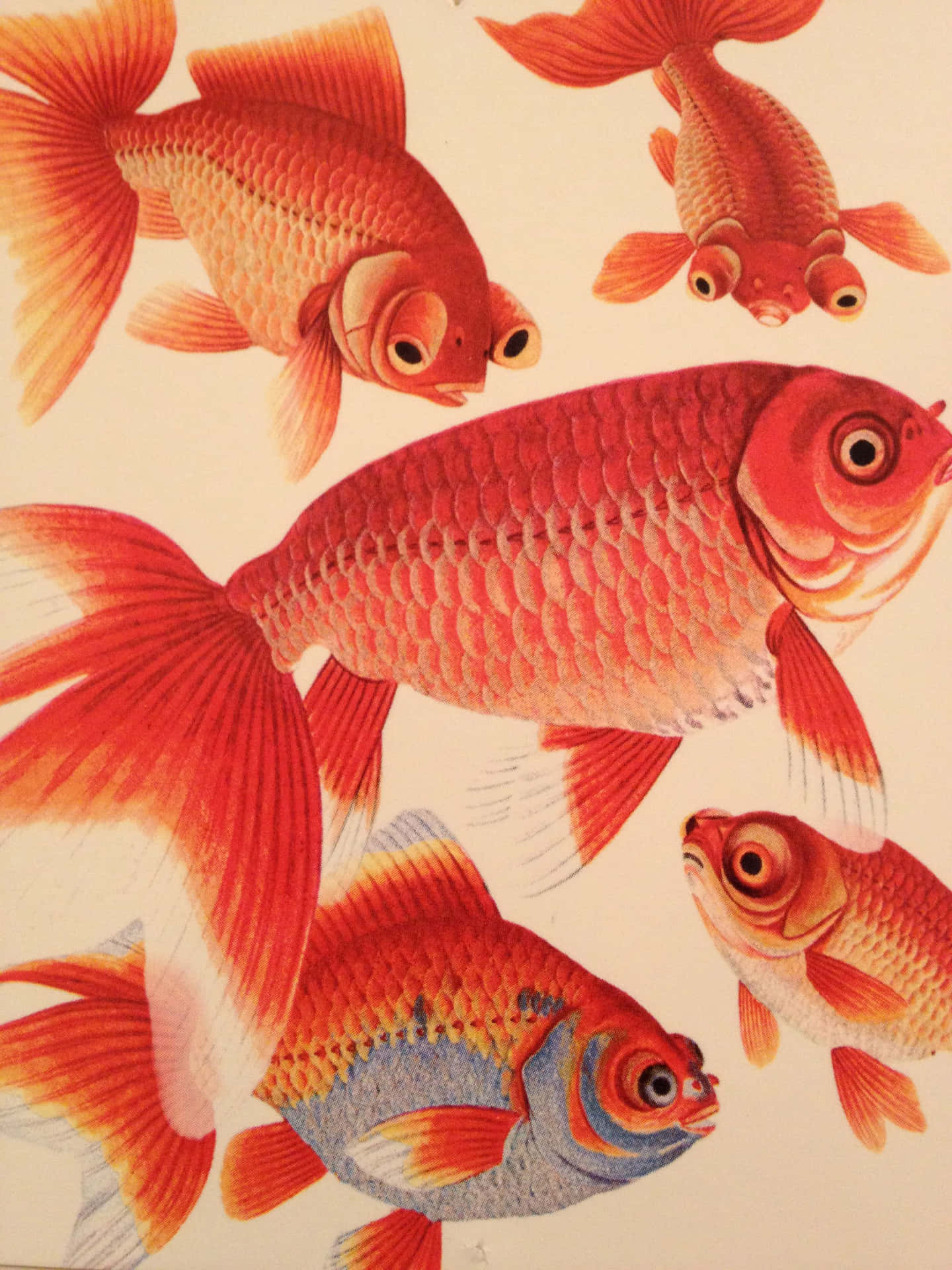 Brightly-colored Goldfish swimming harmoniously