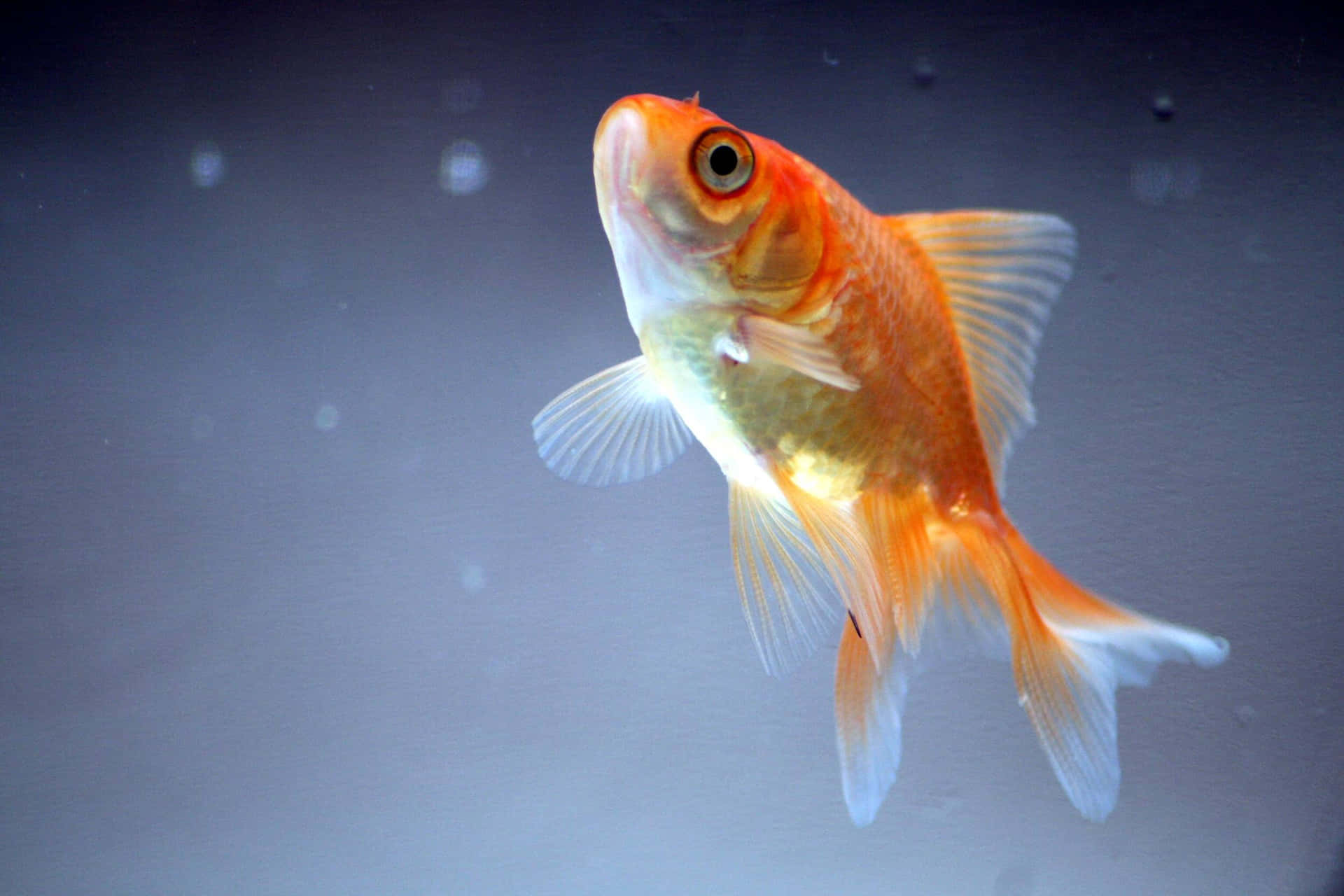 Many Goldfish Swim Effortlessly in the Tank
