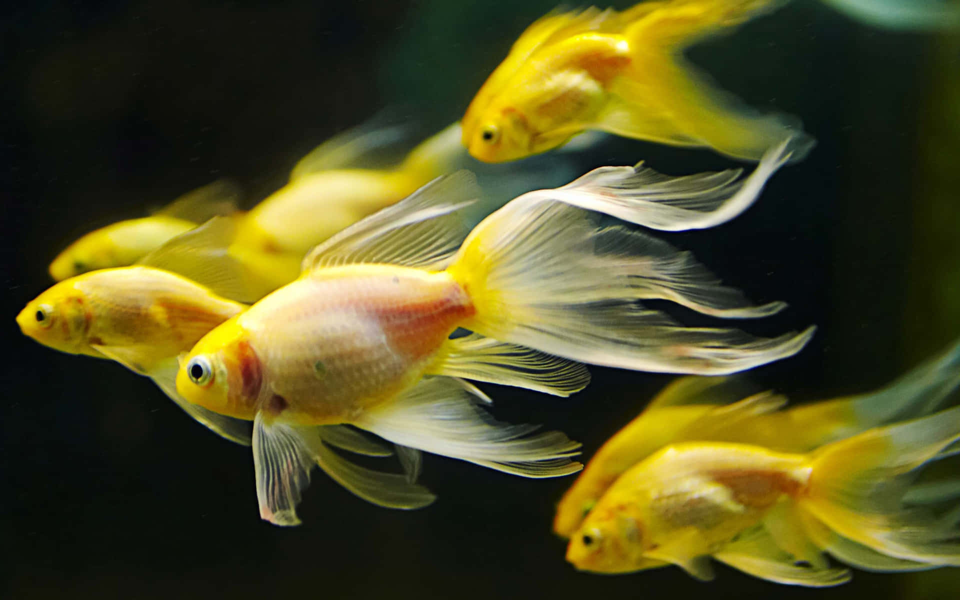 A school of brilliantly-colored goldfish swimming in a pond