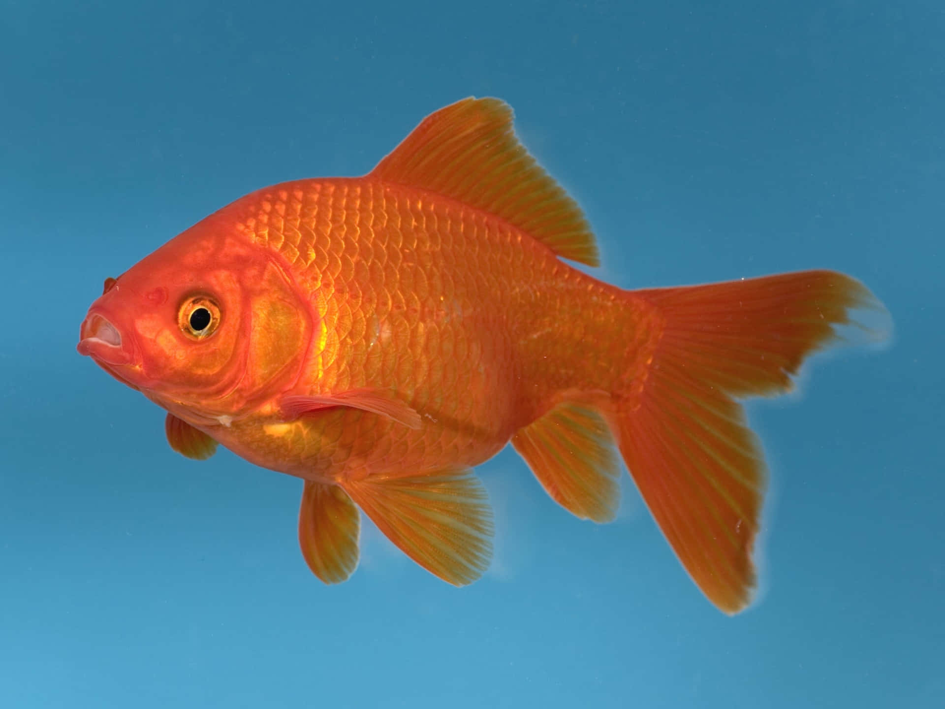 A brilliantly-colored goldfish ready for a swim!