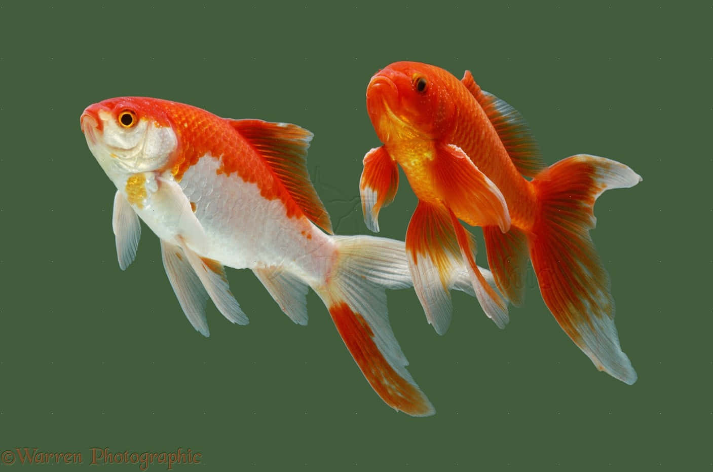 Unpacifico Pesce Rosso Che Vive Nel Suo Habitat Naturale