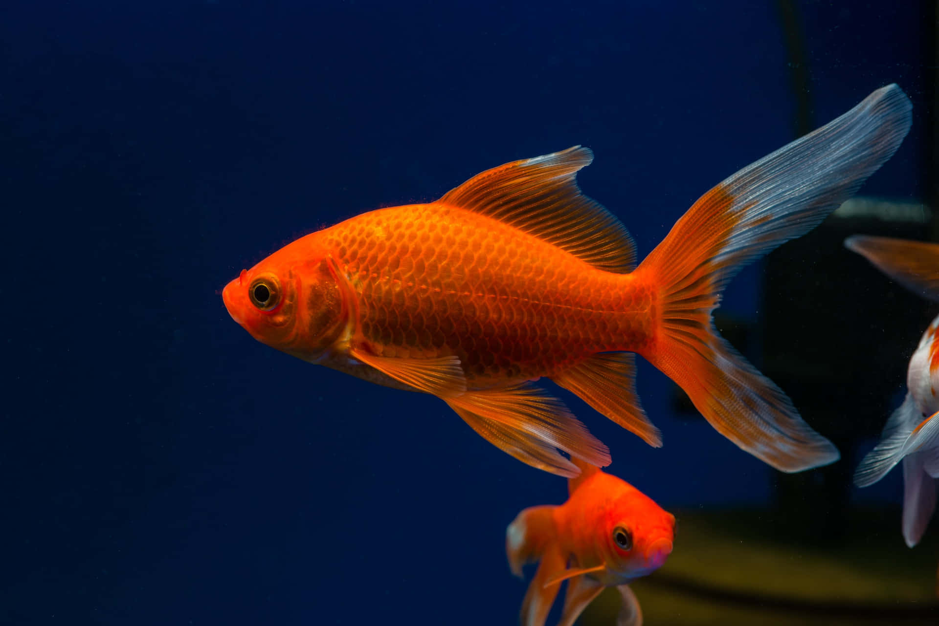 Bright and Colorful Goldfish Swimming In a Clear Stream