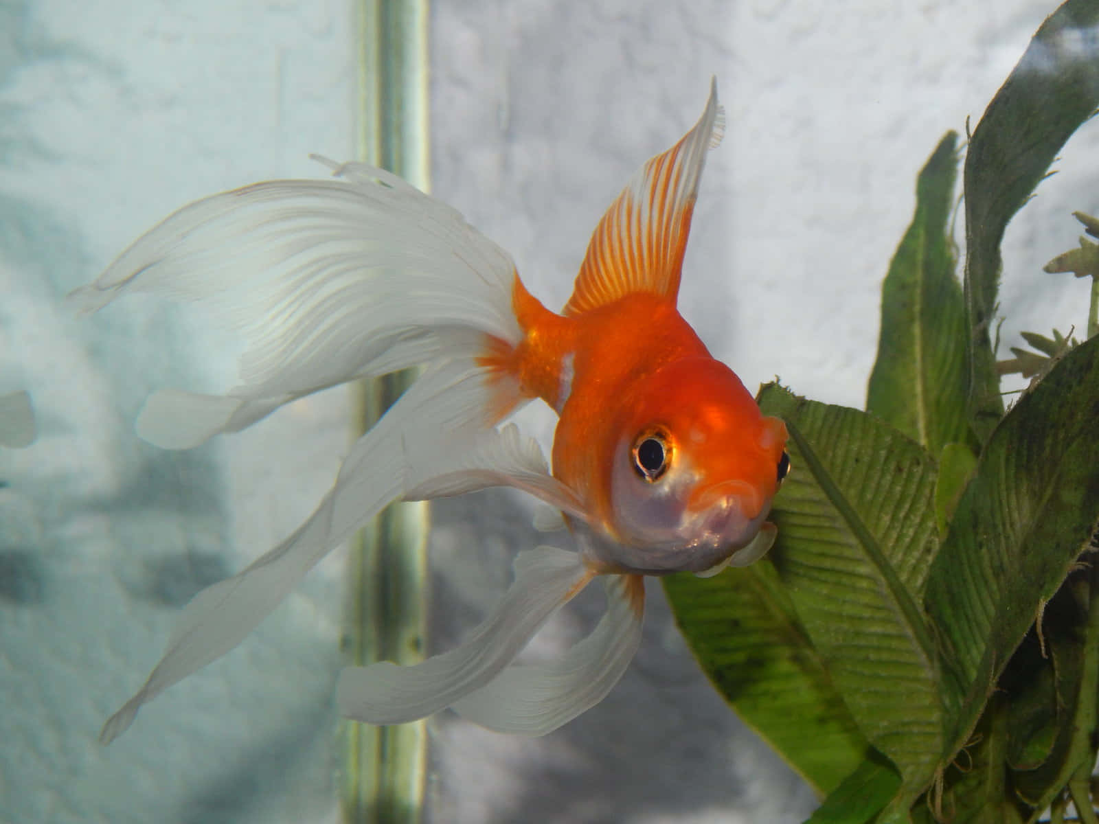 A Bright Goldfish Swimming