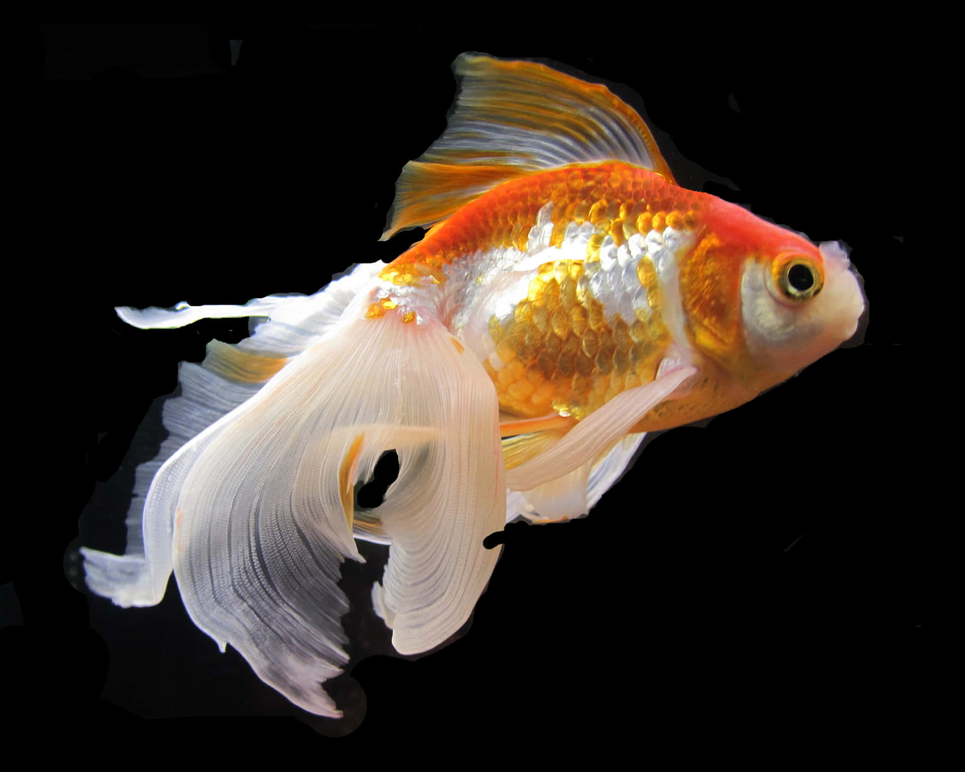 A unique goldfish aquarium in a modern home
