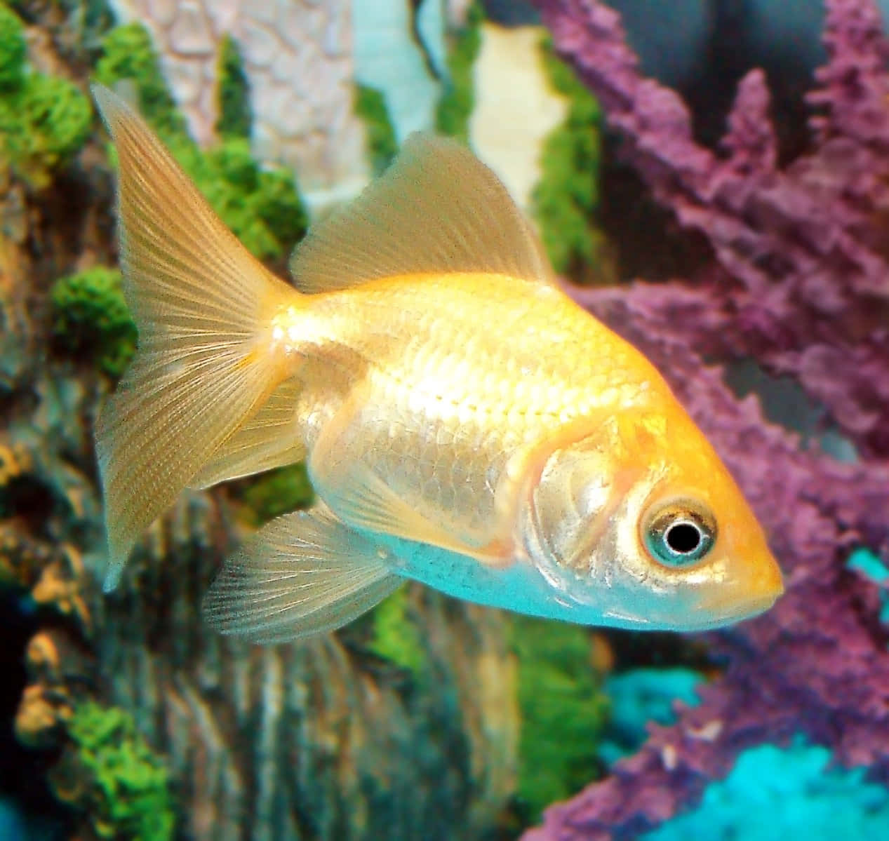 A close-up view of a shiny goldfish