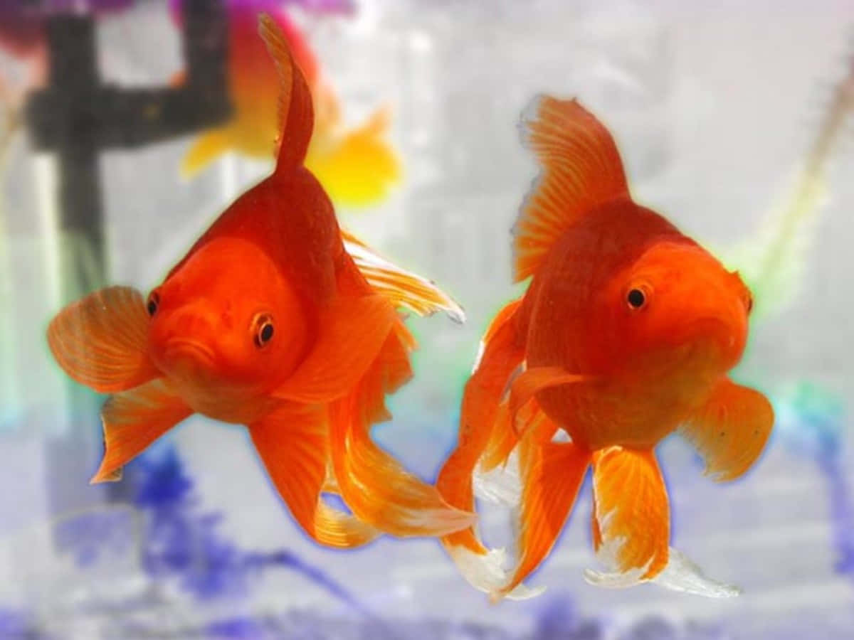 A beautiful goldfish swimming in its tank