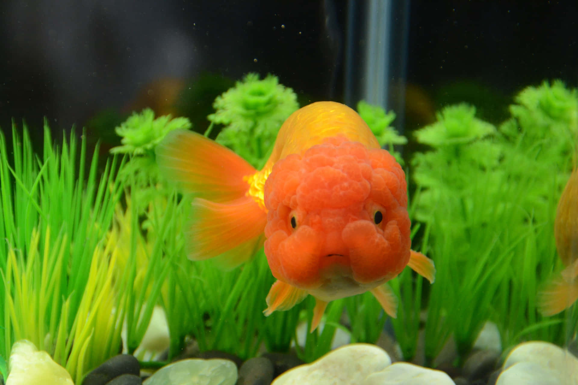 A Dreamy Goldfish, Enjoying Its Freedom In The Water
