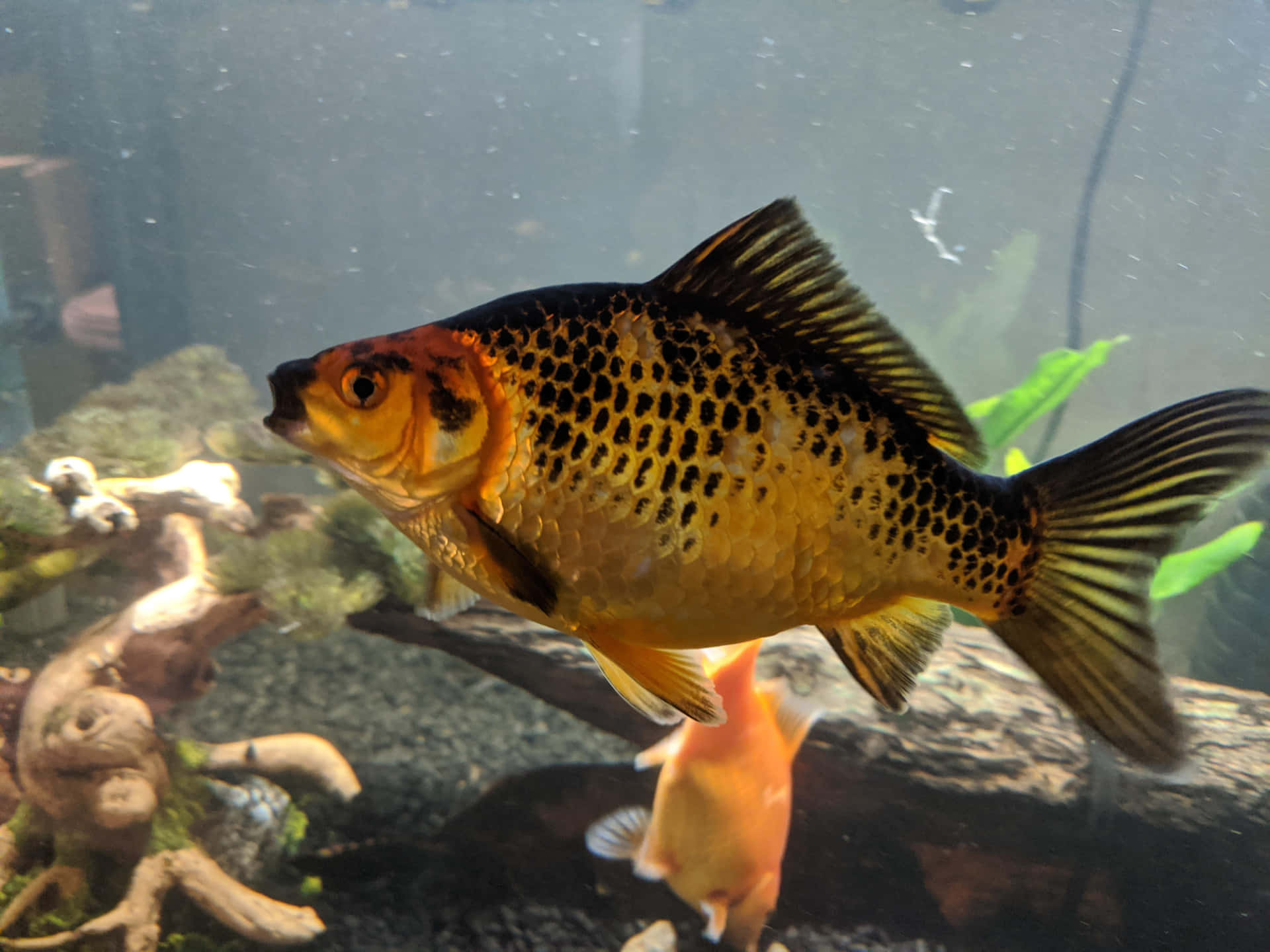 A healthy goldfish in a sunlit aquarium