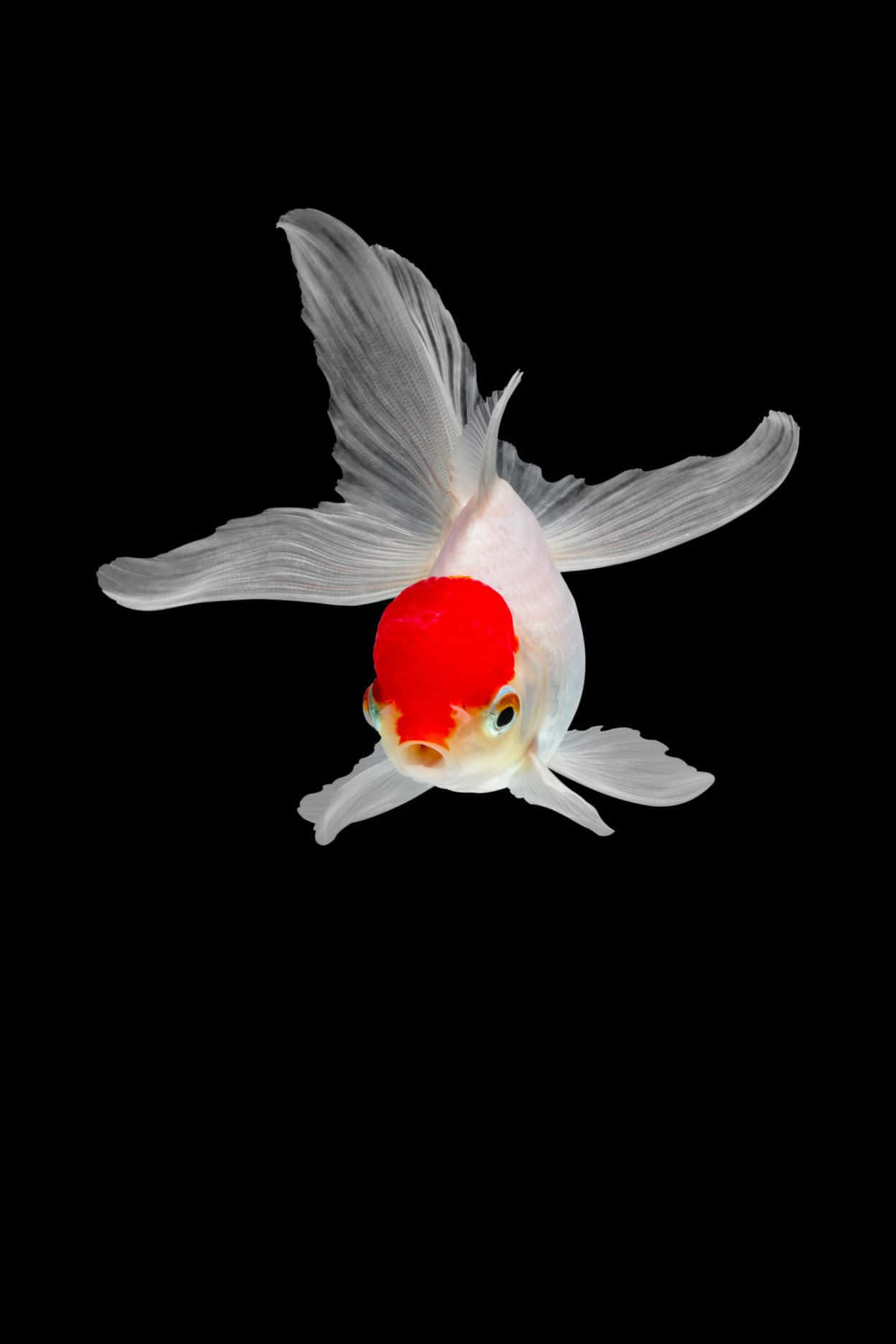 A White Fish With A Red Head On A Black Background