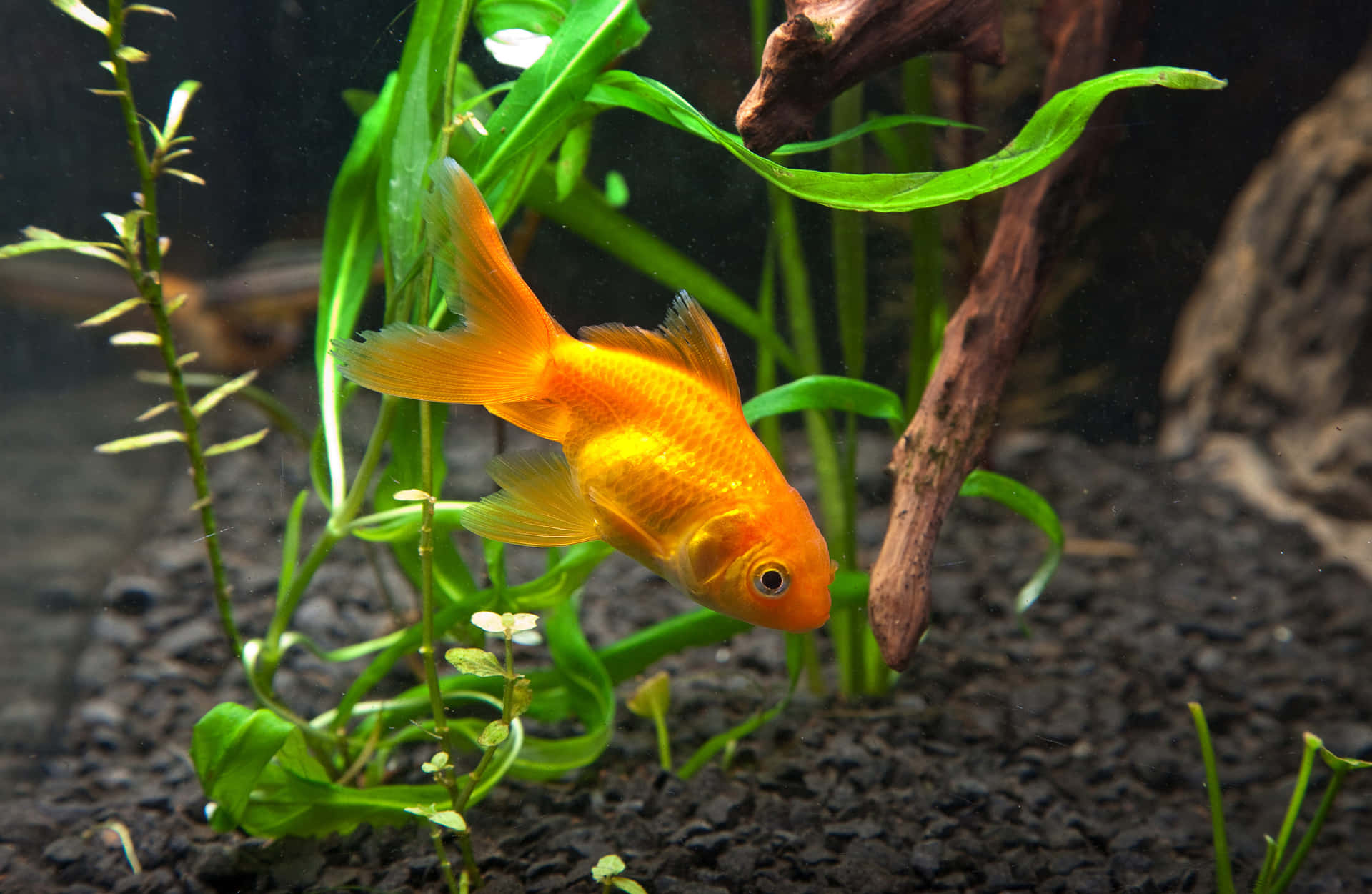 The Beauty of a Goldfish
