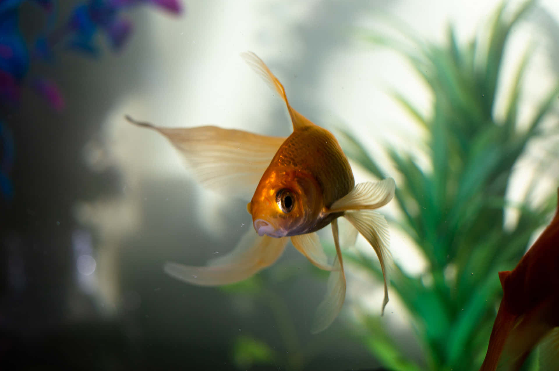 A Goldfish in a Water Garden of Surprises