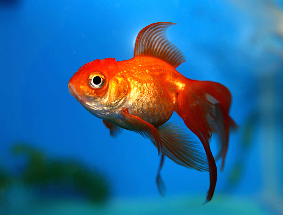 Ensød Lille Guldfisk Svømmer I Turkisfarvede Farvande.