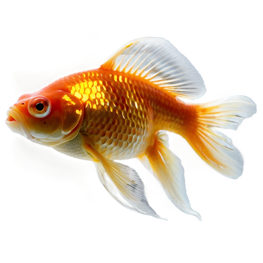 Goldfish Png Ige PNG