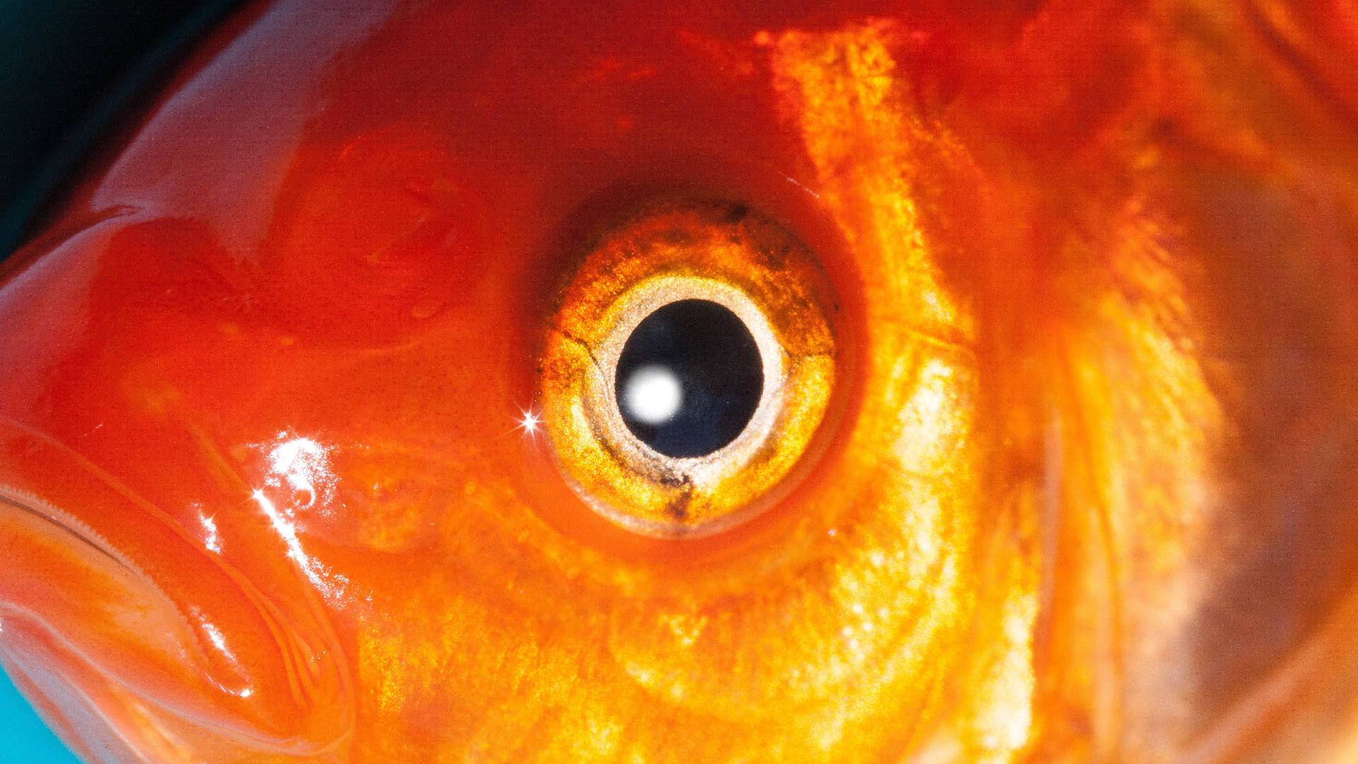 Goldfish Round Eyes