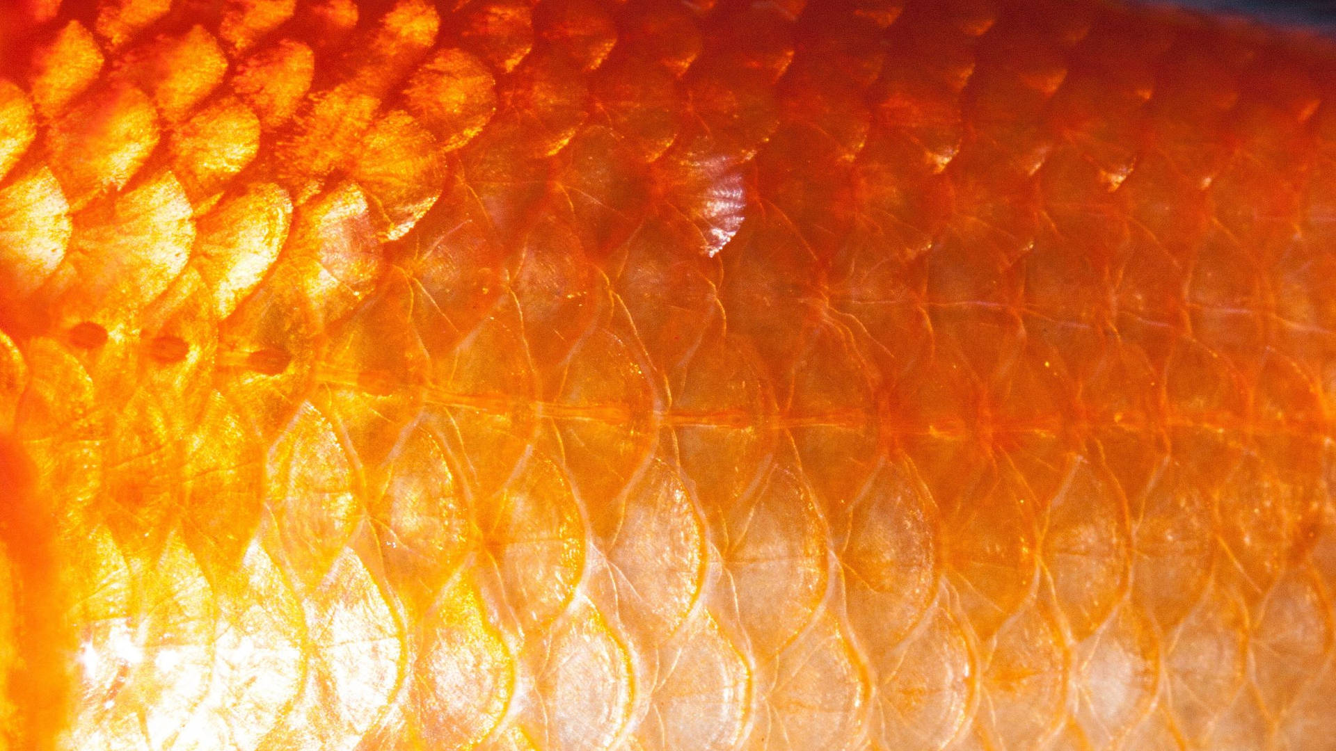 Goldfish Scales Close-up
