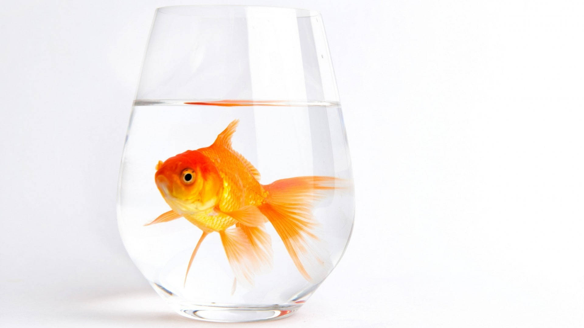 Goldfish Trapped In Glass
