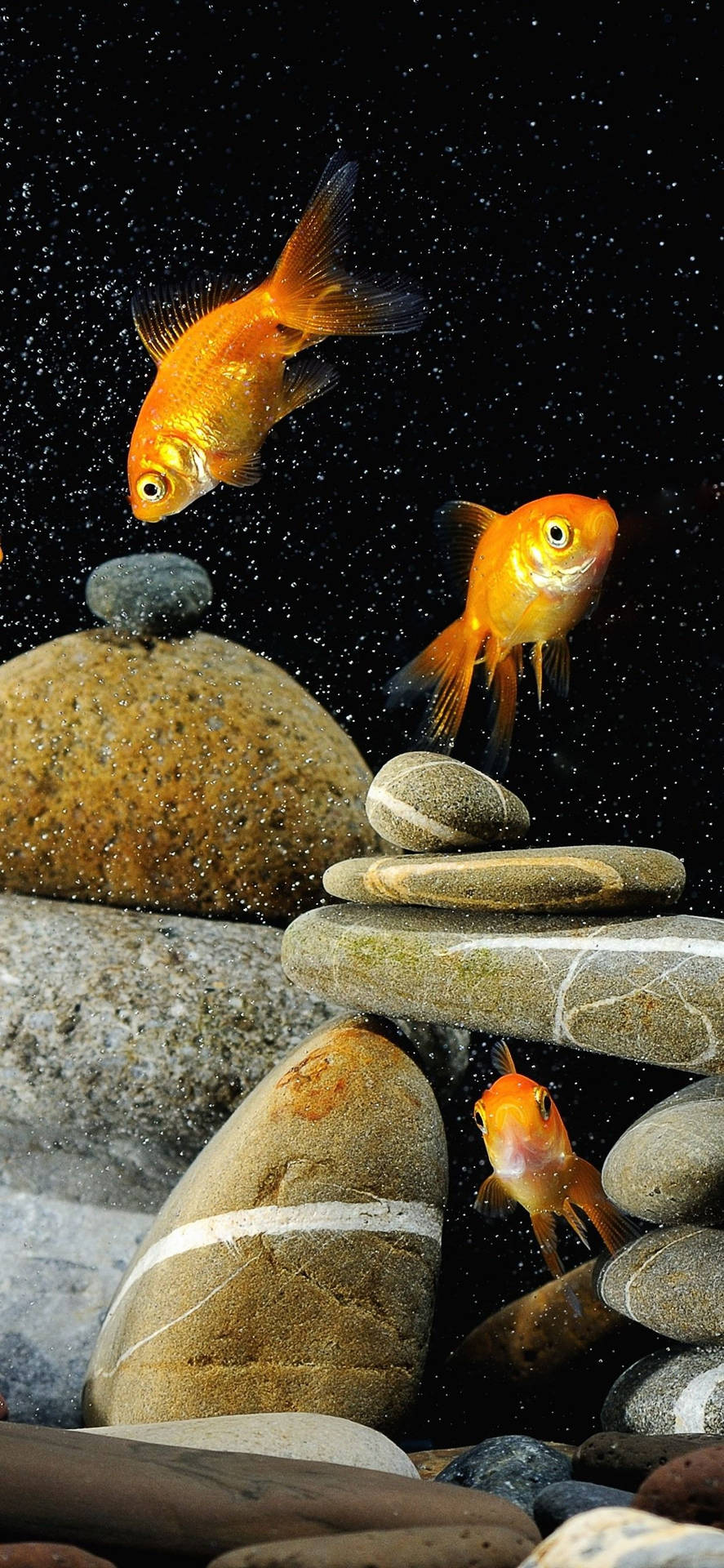 Goldfishes And Rocks