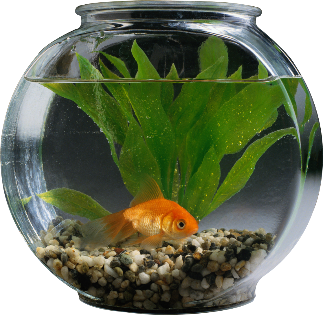 Goldfishin Bowl Aquatic Scene PNG