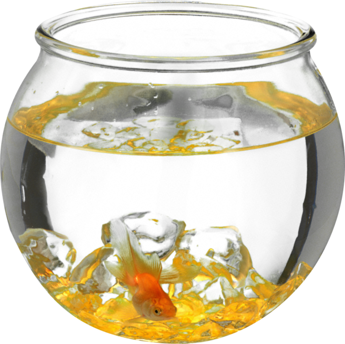 Goldfishin Glass Bowl PNG