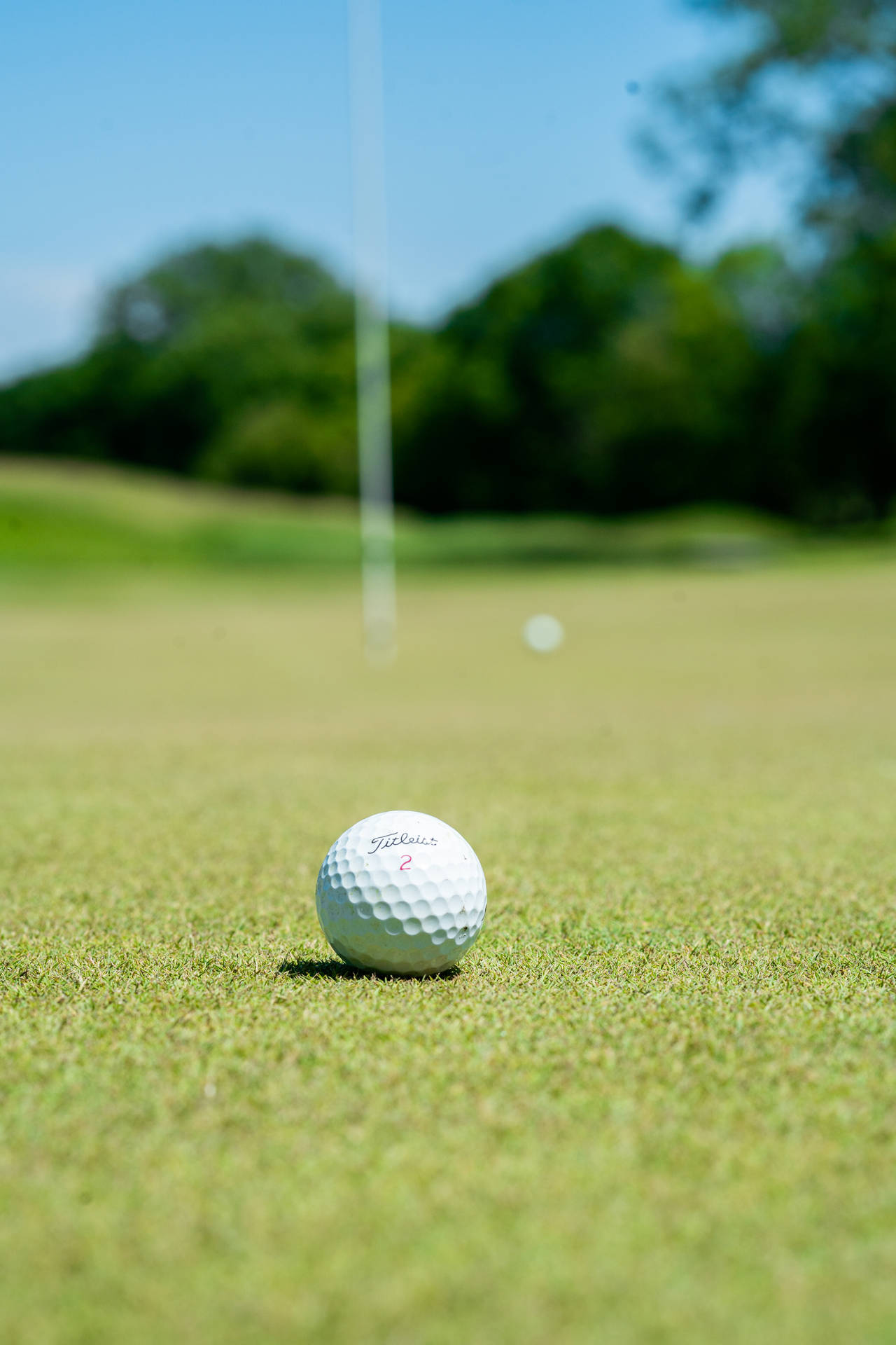 Golf Ball On Golf Course Grass
