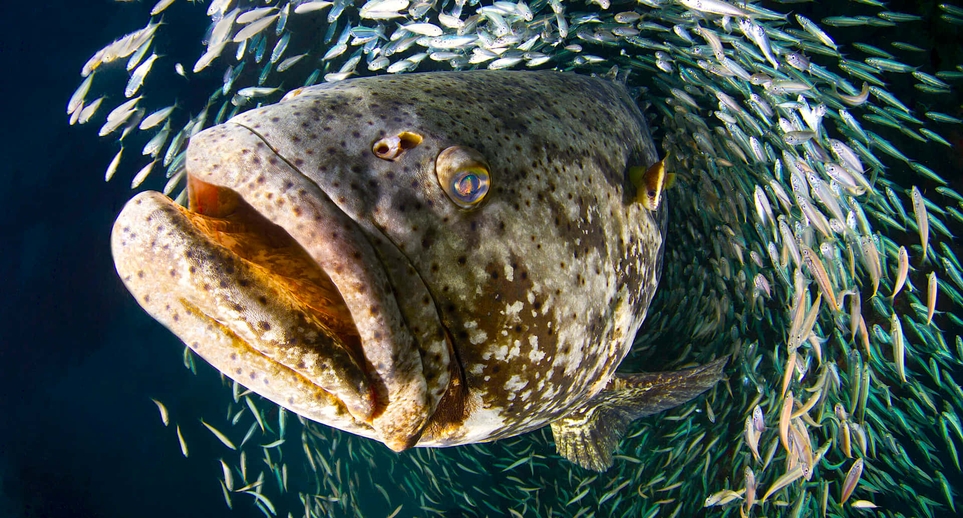 Goliath Grouper Amidst Schoolof Fish Wallpaper