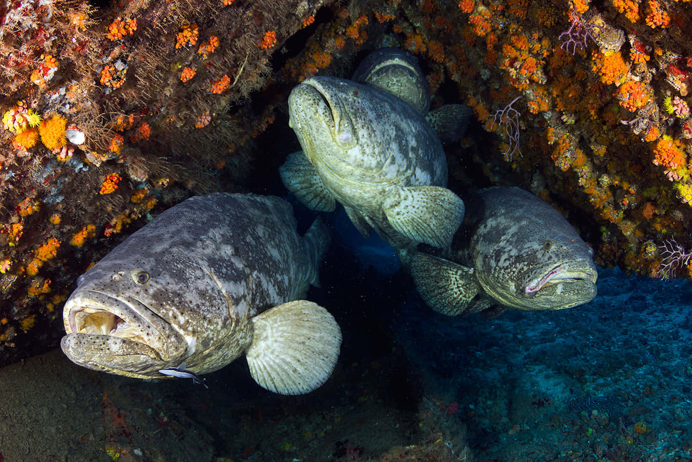 Goliath Grouper Pair Underwater Wallpaper